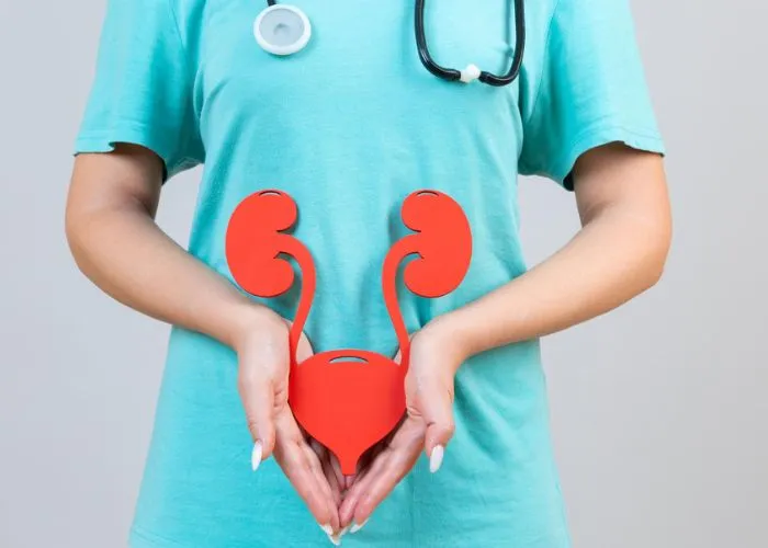Female healthcare professional holding urinary system model representing female urology care